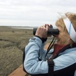 A viewing platform on Bridge Access road at the tidal flats offers views of area wildlife including a caribou herd and a multitude of birds.