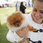 A summer dog show usually brings several hundred people to the parking lot of the Skyview Middle School for a weekend of competitions.