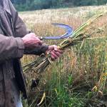 Robert Gibson of Cooper Landing uses a hand sickle to cut barley grown in a vacant gravel pit on Friday, Aug. 31, 2018 in Cooper Landing. (Photo by Victoria Petersen/Peninsula Clarion)