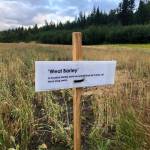 A sign marks a type of barley growing in a small field in a vacant gravel pit on Aug. 31, 2018 in Cooper Landing, Alaska. (Photo by Victoria Petersen/Peninsula Clarion)