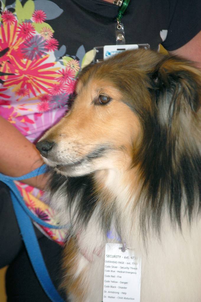 Shetland sheepdog Kody poses at Central Peninsula Hospital on Thursday, Aug. 23, 2018, in Soldotna, Alaska. Kody and owner Kelley Kress volunteer as part of the hospital auxiliarys pet therapy program. (Photo by Erin Thompson/Peninsula Clarion)
