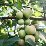 O’Brien Garden’s annual tasting event features the tastes of fall harvest