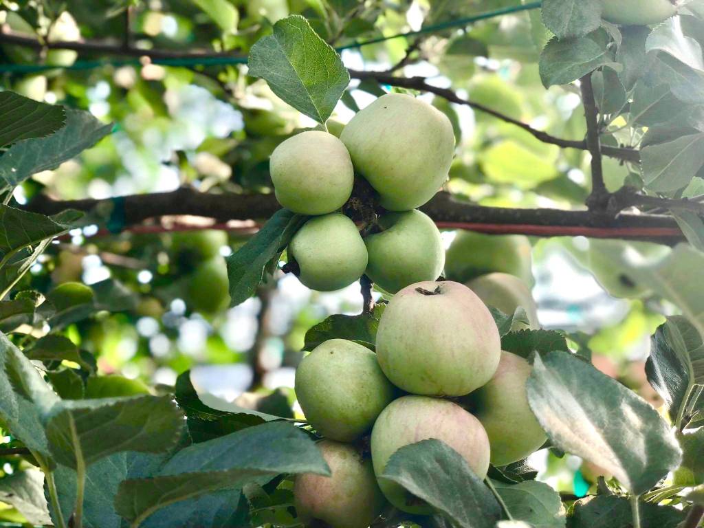 O’Brien Garden’s annual tasting event features the tastes of fall harvest