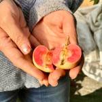 A pink-fleshed apple is just one of the apple varieties OBrien Gardens and Trees grows on Tuesday, Sept. 4, in Nikiski, Alaska. (Photo by Victoria Petersen/Peninsula Clarion)
