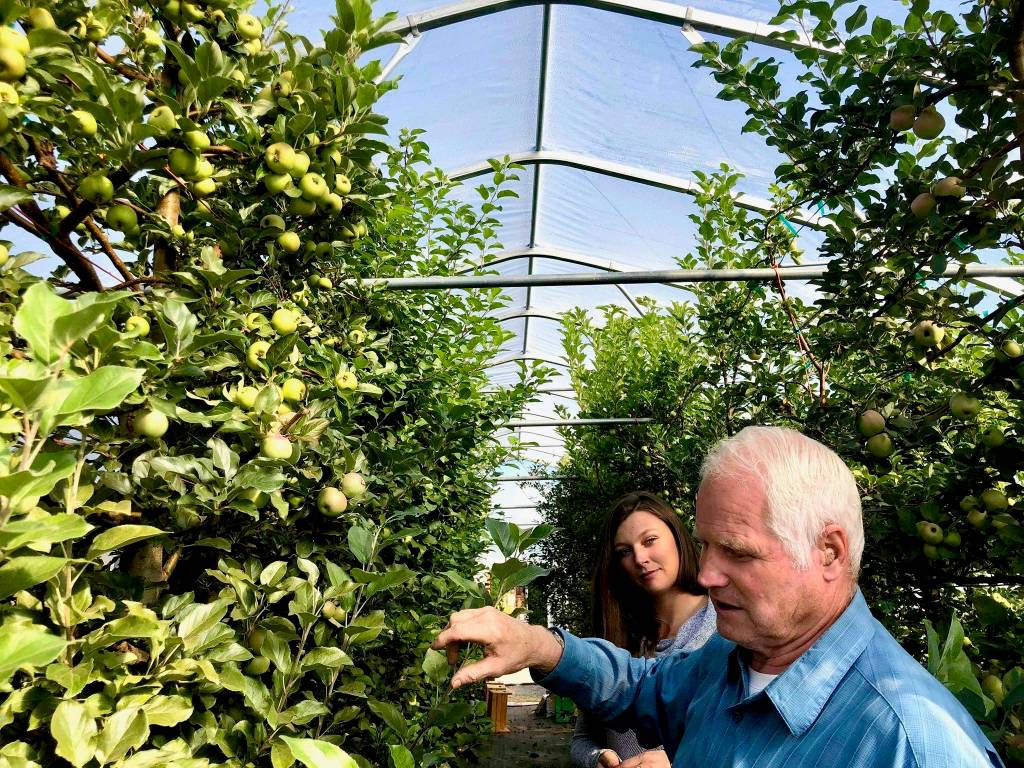 Michael OBrien, owner of OBrien Gardens and Trees, and his daughter Michelle LaVigueur taste test some apples on their farm on Tuesday, Sept. 4, in Nikiski, Alaska. (Photo by Victoria Petersen/Peninsula Clarion)