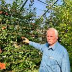 Michael OBrien, owner of OBrien Gardens and Trees grows apples and fruits both outside and inside high tunnels on Tuesday, Sept. 4, in Nikiski, Alaska. (Photo by Victoria Petersen/Peninsula Clarion)