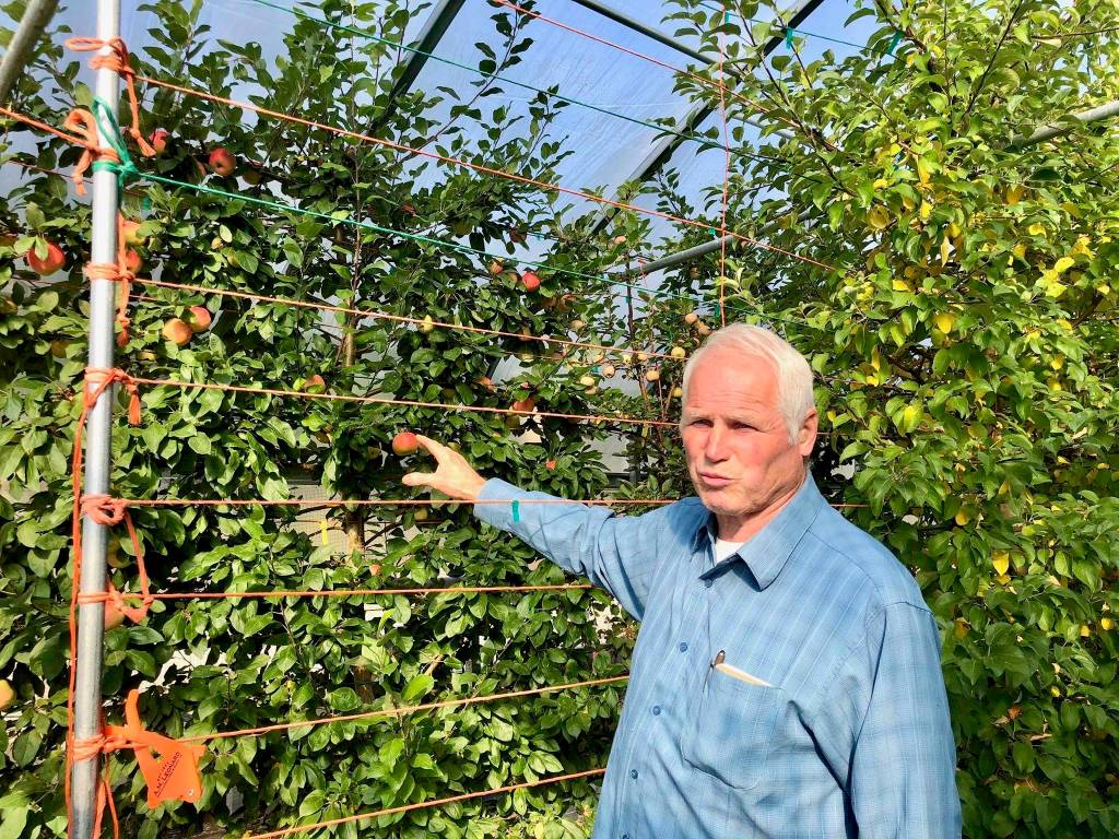 Michael OBrien, owner of OBrien Gardens and Trees grows apples and fruits both outside and inside high tunnels on Tuesday, Sept. 4, in Nikiski, Alaska. (Photo by Victoria Petersen/Peninsula Clarion)