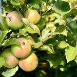 O’Brien Garden’s annual tasting event features the tastes of fall harvest