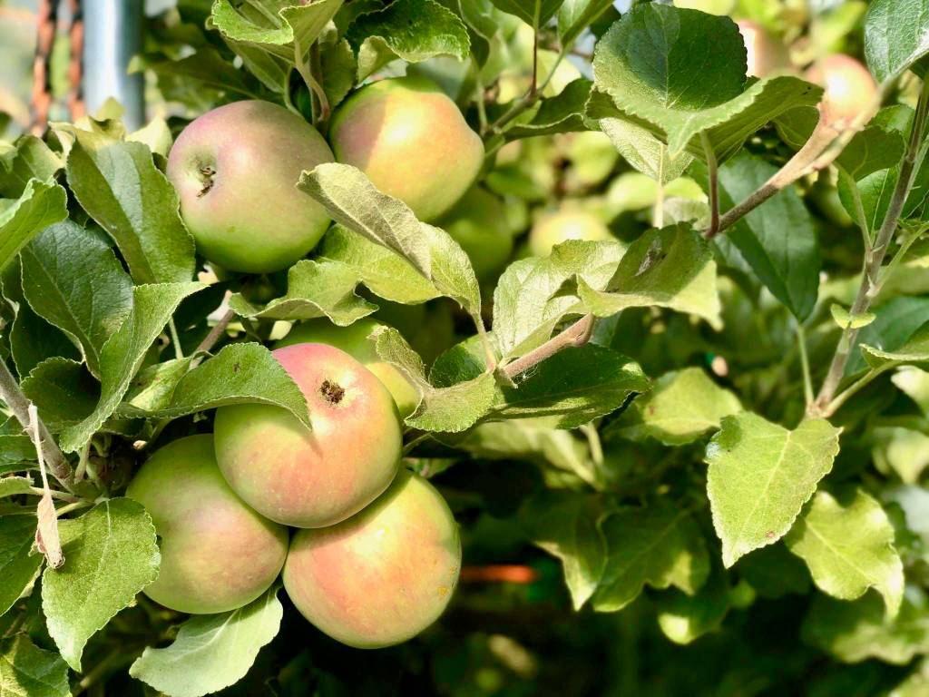 O’Brien Garden’s annual tasting event features the tastes of fall harvest