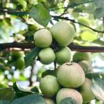 O’Brien Garden’s annual tasting event features the tastes of fall harvest