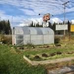 The Kenai Peninsula Food Banks greenhouse is photographed on Tuesday near Soldotna. The food bank grows fresh produce and offers it at a weekly farmers market. (Photo by Victoria Petersen/Peninsula Clarion)