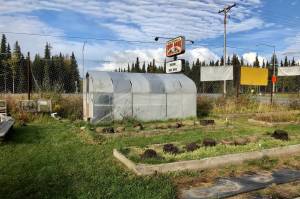 The Kenai Peninsula Food Banks greenhouse is photographed on Tuesday near Soldotna. The food bank grows fresh produce and offers it at a weekly farmers market. (Photo by Victoria Petersen/Peninsula Clarion)