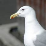 When Herring gull nestlings peck at the red dot on their parentճ bill, the parents regurgitate food. Is this an instinctive or learned behavior? (Photo credit by Todd Eskelin/Kenai National Wildlife Refuge)