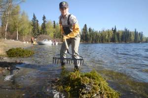 Kenai National Wildlife Refuge intern Kyra Clark rakes masses of the invasive waterweed elodea from the Soldotna-area Sport Lake on Tuesday, May 16. (Ben Boettger/Peninsula Clarion)