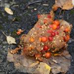 Bear poop with berries and seeds is in a trail near Hidden Lake in the Kenai National Wildlife Refuge on Saturday, Sept. 29, 2018, near Sterling, Alaska. (Photo by Michael Armstrong/Homer News)