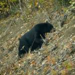A black bear crosses the Skilak Lake Road in the Kenai National Wildlife Refuge on Sunday, Sept. 30, 2018, near Sterling, Alaska. (Photo by Michael Armstrong/Homer News)