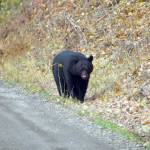 A black bear crosses the Skilak Lake Road in the Kenai National Wildlife Refuge on Sunday, Sept. 30, 2018, near Sterling, Alaska. (Photo by Michael Armstrong/Homer News)                                A black bear crosses the Skilak Lake Road in the Kenai National Wildlife Refuge on Sunday, Sept. 30, 2018, near Sterling, Alaska. (Photo by Michael Armstrong/Homer News)