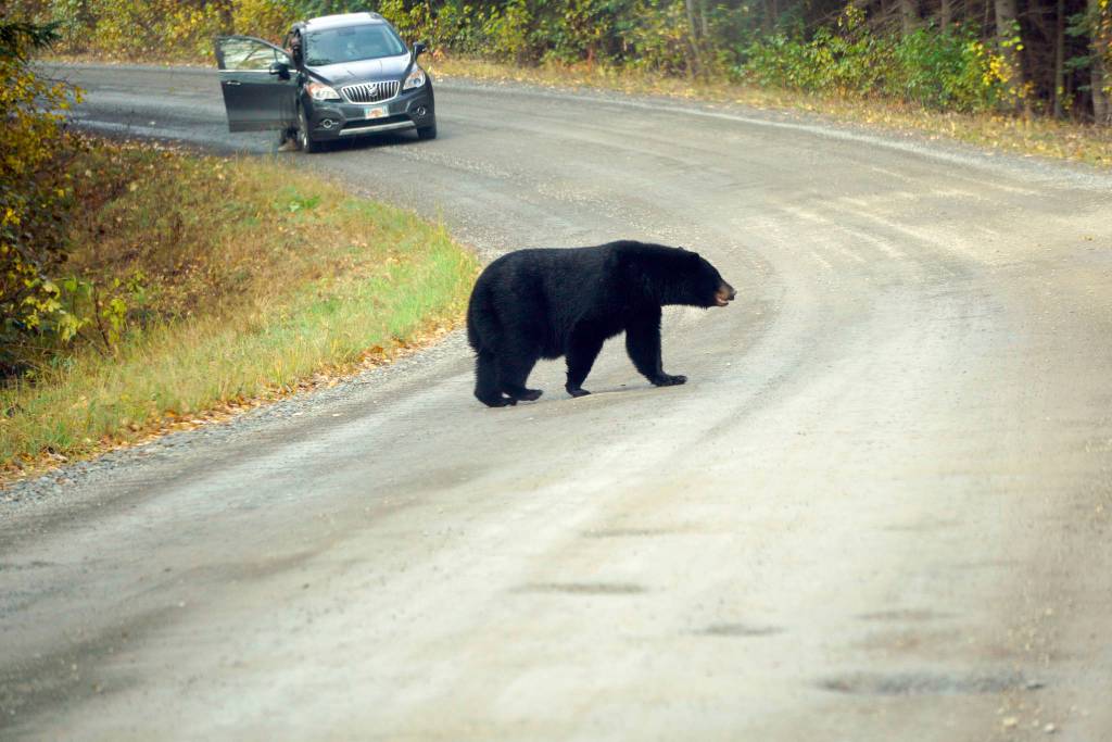 A black bear crosses the Skilak Lake Road in the Kenai National Wildlife Refuge on Sunday, Sept. 30, 2018, near Sterling, Alaska. (Photo by Michael Armstrong/Homer News)
