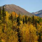 Birch and aspen trees offer a splash of fall color by Hidden Lake looking toward Skilak Lake in the Kenai National Wildlife Refuge on Saturday, Sept. 29, 2018, near Sterling, Alaska. (Photo by Michael Armstrong/Homer News)