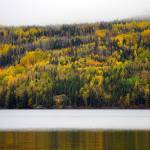 Birch trees offer a splash of fall color by Hidden Lake in the Kenai National Wildlife Refuge on Saturday, Sept. 29, 2018, near Sterling, Alaska. (Photo by Michael Armstrong/Homer News)