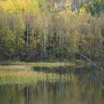 Birch trees offer a splash of fall color by Hidden Creek near Hidden Lake in the Kenai National Wildlife Refuge on Saturday, Sept. 29, 2018, near Sterling, Alaska. (Photo by Michael Armstrong/Homer News)