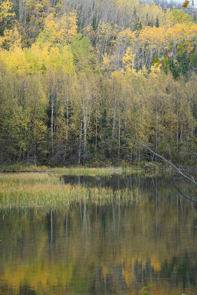 Birch trees offer a splash of fall color by Hidden Creek near Hidden Lake in the Kenai National Wildlife Refuge on Saturday, Sept. 29, 2018, near Sterling, Alaska. (Photo by Michael Armstrong/Homer News)