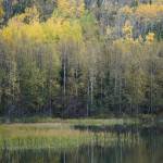 Birch trees offer a splash of fall color by Hidden Creek near Hidden Lake in the Kenai National Wildlife Refuge on Saturday, Sept. 29, 2018, near Sterling, Alaska. (Photo by Michael Armstrong/Homer News)