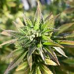 File - In this April 20, 2018 file photo, a marijuana plant is seen on Hippie Hill in San Francisco. A bill requiring California prosecutors to erase or reduce tens of thousands of marijuana criminal convictions was approved by the state Legislature on Wednesday, April 22, 2018, and now awaits Gov. Jerry Browns signature. (AP Photo/Josh Edelson, File)