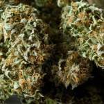 About 2 1/2 oz. of dried marijuana. (Michael Penn | Juneau Empire File)