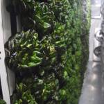 Salanova lettuce grows in vertical rows at Fresh365 in Soldotna. (Photo by Joey Klecka/Peninsula Clarion)