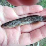 An Alaska blackfish from a stream in Kenai. (Photo by Lucas Byker, ADF&G)
