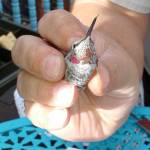 Anna’s Hummingbird banded in Homer