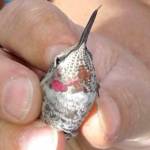 Anna’s Hummingbird banded in Homer