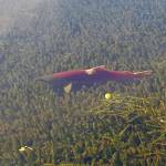 Looking for a spawning bed? Sockeye salmon navigate through elodea-infested Alexander Lake in the Mat-Su this past summer. (Photo by Bob Pence)