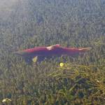 Refuge Notebook: Elodea partnership recognized