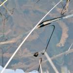 An Alaska blackfish lurks in the shallows of an ice-rimmed pond in Kenai on Tuesday, Nov. 27, 2018. (Photo by Matt Bowser)