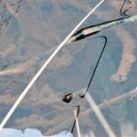 Refuge Notebook: Kenai blackfish came from Bethel