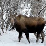 In this Jan. 22, 2010 file photo, a cow moose walks through the brush in Noorvik. (AP Photo/Carolyn Kaster, File)