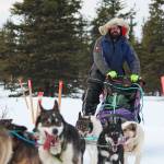 Musher Cim Smyth and his team pull in to the McNeil Canyon Elementary School checkpoint of this years Tustumena 200 Sled Dog Race on Saturday, near Homer. (Photo by Megan Pacer/Homer News)