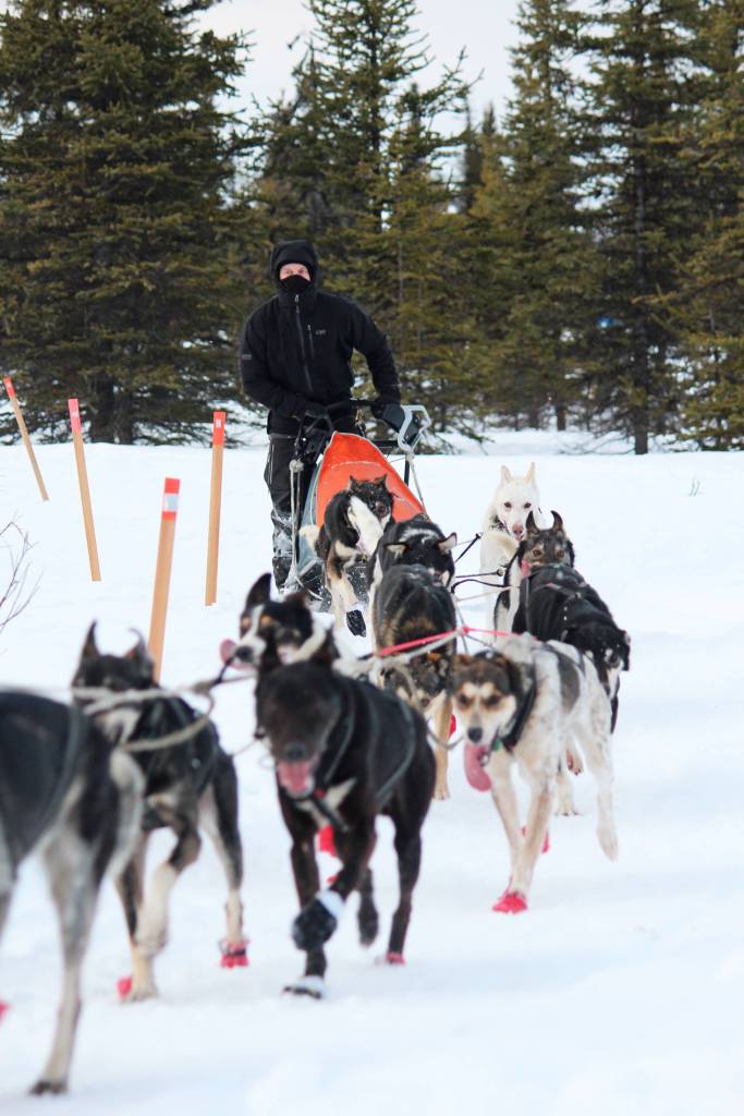 Musher Dave Turner and his dog team arrive at the first checkpoint of this years Tustumena 200 Sled Dog Race on Saturday, Jan. 26, 2019 at McNeil Canyon Elementary School near Homer, Alaska. (Photo by Megan Pacer/Homer News)