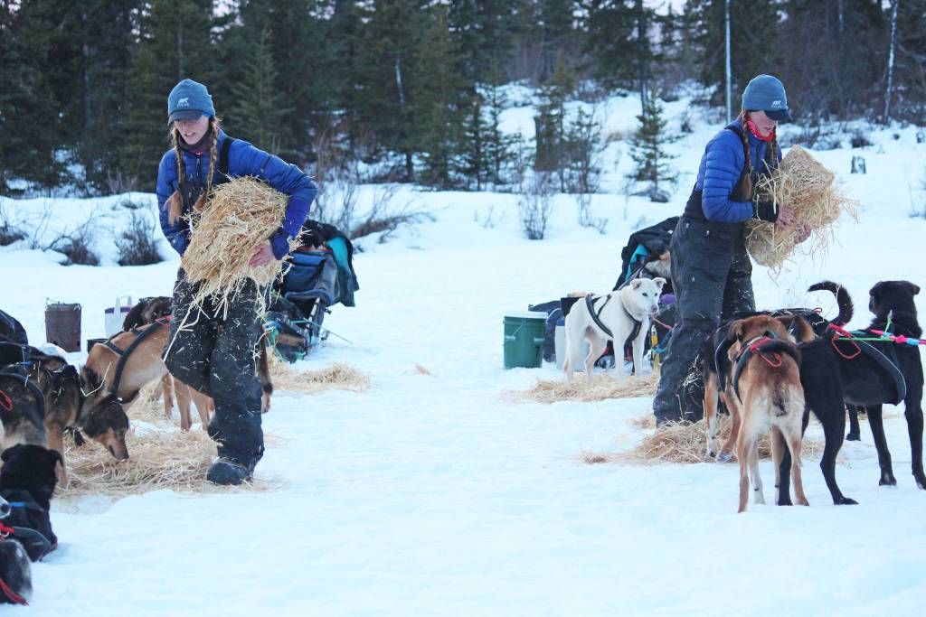 Kristy and Anna Berington lay out hay for their respective dog teams at the first checkpoint of this years Tustumena 200 Sled Dog Race on Saturday, Jan. 26, 2019 at McNeil Canyon Elementary School near Homer, Alaska. (Photo by Megan Pacer/Homer News)