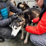 Grayson Bruton (left) and Stephanie Meilleur check the health of one of Mitch Seaveys dogs Friday afternoon at the Soldotna Regional Sports Complex, in advance of the Tustumena 200 sled dog race. (Photo by Joey Klecka/Peninsula Clarion)