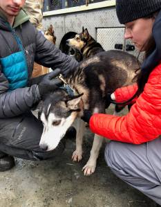 Grayson Bruton (left) and Stephanie Meilleur check the health of one of Mitch Seaveys dogs Friday afternoon at the Soldotna Regional Sports Complex, in advance of the Tustumena 200 sled dog race. (Photo by Joey Klecka/Peninsula Clarion)