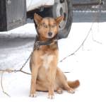 A sled dog awaits the beginning of the Tustumena 200 Sled Dog Race at Freddies Roadhouse on Saturday, Jan. 26, 2019 in Ninilchik, Alaska. (Photo by Brian Mazurek/Peninsula Clarion)