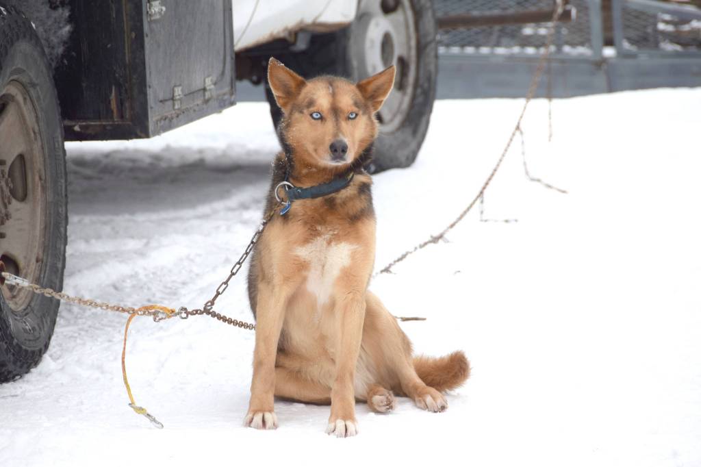 A sled dog awaits the beginning of the Tustumena 200 Sled Dog Race at Freddies Roadhouse on Saturday, Jan. 26, 2019 in Ninilchik, Alaska. (Photo by Brian Mazurek/Peninsula Clarion)