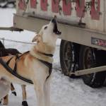 A sled dog awaits the beginning of the Tustumena 200 Sled Dog Race at Freddies Roadhouse on Saturday, Jan. 26, 2019 in Ninilchik, Alaska. (Photo by Brian Mazurek/Peninsula Clarion)