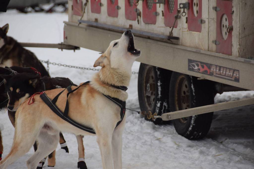 A sled dog awaits the beginning of the Tustumena 200 Sled Dog Race at Freddies Roadhouse on Saturday, Jan. 26, 2019 in Ninilchik, Alaska. (Photo by Brian Mazurek/Peninsula Clarion)