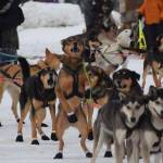 Musher teams competing in the Tustumena 200 Sled Dog Race take off from Freddies Roadhouse on Saturday, Jan. 26, 2019 in Ninilchik, Alaska. (Photo by Brian Mazurek/Peninsula Clarion)