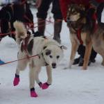 Musher teams competing in the Tustumena 200 Sled Dog Race take off from Freddies Roadhouse on Saturday, Jan. 26, 2019 in Ninilchik, Alaska. (Photo by Brian Mazurek/Peninsula Clarion)
