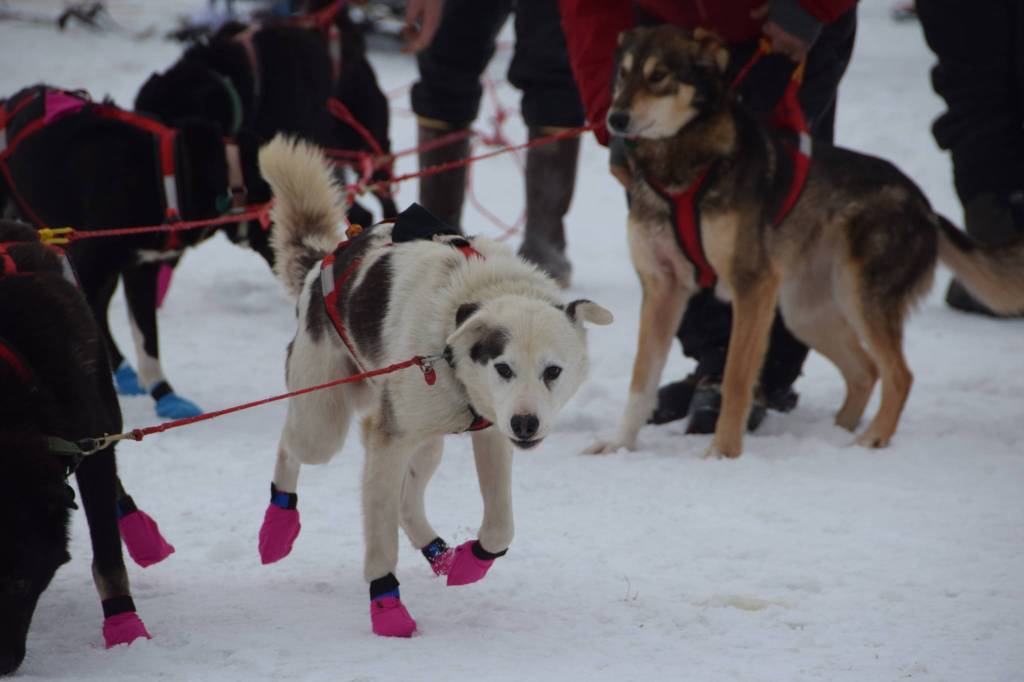 Musher teams competing in the Tustumena 200 Sled Dog Race take off from Freddies Roadhouse on Saturday, Jan. 26, 2019 in Ninilchik, Alaska. (Photo by Brian Mazurek/Peninsula Clarion)